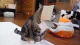 爱钻纸箱的胖猫，高估自己脑袋大小被卡：我感觉我方了