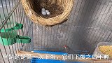 珍珠鸟第一次下蛋没经验，主人感叹：我太难了！