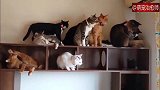 空调一开，下方就开始拥堵起来，为了争位置，猫咪们还打起来了！
