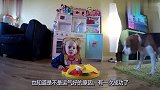 萌娃和自己的狗狗玩游戏,之后这一狗一娃的反应,搞笑了