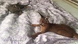 猫咪和狞猫恶战，俩货耳朵上都有天线，看来都有野性基因