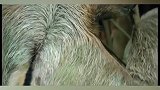 树懒拉粑粑也要命吗