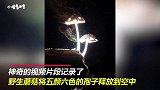 美轮美奂！令人着迷的蘑菇释放孢子，如彩虹般五颜六色