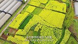 油菜花花期挺短的，这算是最朴素的乡村花海了