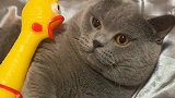 凶残的猫咪也有弱点，无非就是怕一只玩具鸡，看完忍住别笑