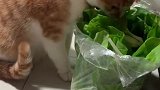猫：我要多吃些青菜，这样身体才健康！