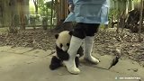 面对小熊猫的撒娇卖萌，这谁能顶得住