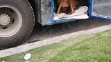 怀孕忠犬跟随主人跨省运货，在返程路上产下了十只小狗