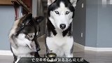 纯种二哈与混血二哈玩游戏,智商被无情蹂躏,看完忍住别笑