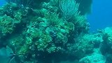 水下拍了个啥玩意？