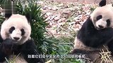 为什么说熊猫是工作人员假扮的，这是真的吗镜头揭秘全过程