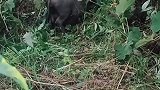 猪要生仔了还知道打个窝
