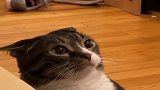 猫咪：嫉妒使我面目全非，说你什么时候带回来的！
