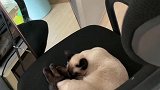 暹罗猫睡觉呢