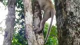 猴王爬上高树养伤，想东山再起，但这次难啊