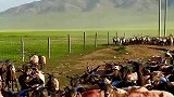 高原牧区牛羊转场，场面很壮观