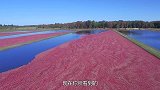 好好的蔓越莓，为何要泡在水中采摘？看完涨知识了