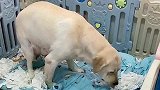 产房传喜讯！老大生了，两只“小公主”，母子平安