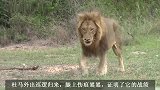 盛世美颜之狮王杜马第一集：保护狮群，大战后归来
