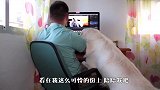 主人忙工作不理金毛，狗子暴脾气立马上来了，接下来忍住别笑