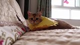 绝育第四天，小公公猫开始面对现实