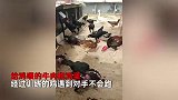男子给鸡自制“跑步机”每天跑2小时，鸡的伙食一晒网友都慕了