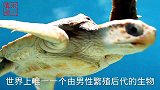 你知道世界上有一种生物，是由男X来繁育后代的吗？