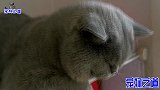 新来母猫与原住猫打架，大宝突然上绝招，观战的公猫胖虎吓得就逃
