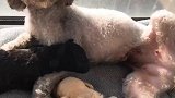 你说实话，是不是吃过，你过来它就抬脚！