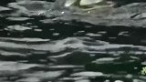 新疆喀纳斯湖水怪水怪凶猛贪婪却肉质鲜美