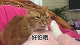 橘猫：你指定是有点猫病，我的刀呢