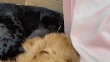 谁能拒绝一只想趴在你身上睡觉的小牛呢