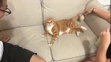 俩娘们把橘猫当成一个孩子在调戏，橘猫：长得太帅也有错吗