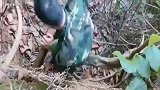 村民上山挖竹笋，挖出流“血”的石头，一脸蒙