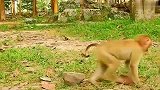 实拍：美猴王在消遣寂寞