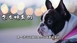扒一扒法斗，以前只有贵族，才养得起它