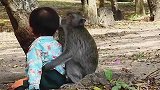猴子把小女孩当自己孩子，寸步不离还抱着小女孩，简直太搞笑了