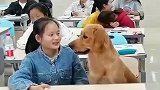 女生带狗子坐在第一排上课，老师，只要不扰乱课堂秩序都允许
