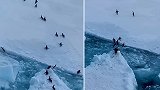 南极一群企鹅从浮冰上兴奋跳上岸 争先恐后往前冲