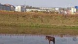 据说这是明朝时候，修建的古老桥