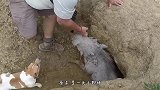 拖拉机眼看就要碾压鸟巢，可鸟妈妈却毫不畏惧，张开双臂守护孩子