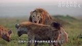 被鬣狗疯狂掏肛后，雄狮疯狂复仇，将鬣狗活活咬死示众