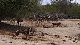 野狗群遭遇鬣狗，究竟谁更厉害？来看它们的实力对比