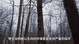 老虎躺在湖边一动不动，男子走近一看不淡定了，镜头拍下全过程
