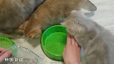 痴迷猫草的一群猫咪：等它长大真不容易