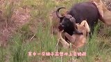 狮子咬住斑马脖子，斑马却反咬一口逃生，镜头记录下全过程
