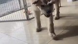 被冻住的倒霉鸟