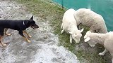 牧羊犬征服不了绵羊，农场主直呼：这该怎么放羊
