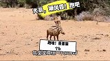 狮子埋伏疣猪，结果自己睡着了