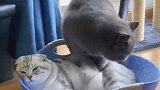 猫咪的日常按摩，这手法太搞笑了，白猫的眼神是亮点！